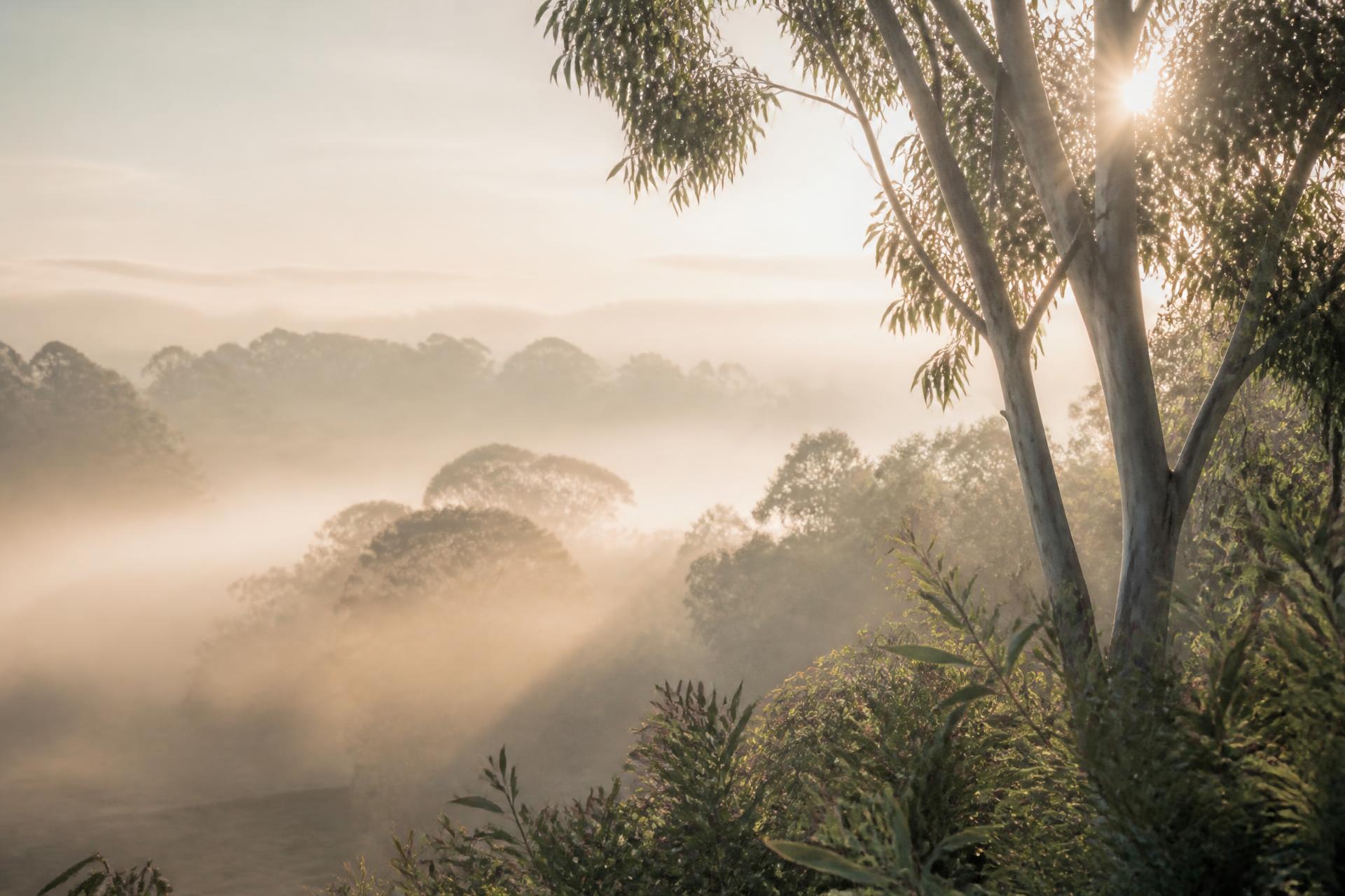 Soft morning light filtering through eucalyptus trees over a misty valley